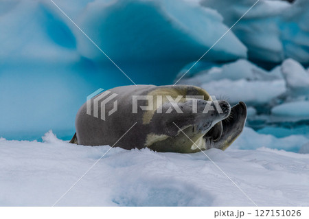 Crabeater Seal resting on a sheet of ice 127151026