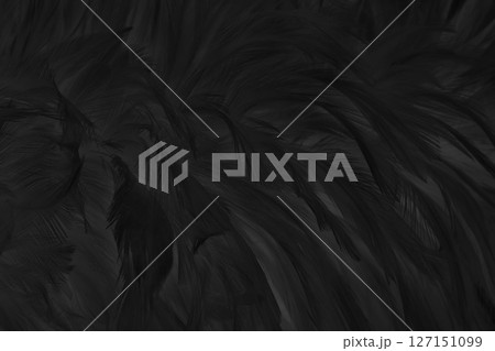 Beautiful black grey bird feathers pattern texture background. 127151099