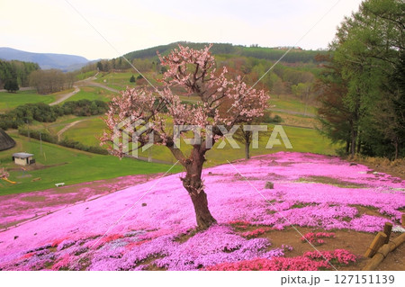 太陽の丘えんがる公園の芝桜 127151139