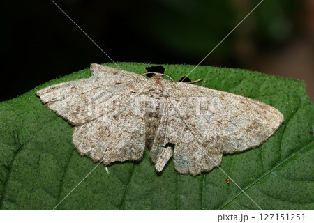老齢な全身が薄茶色に砂柄のエダシャク亜科蛾成虫（自然環境下菌・キノコ類ストロボマクロ撮影） 127151251