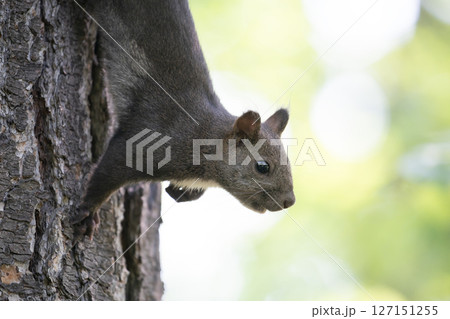 新緑の森のエゾリス 127151255