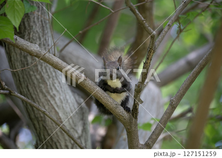 新緑の森のエゾリス 127151259