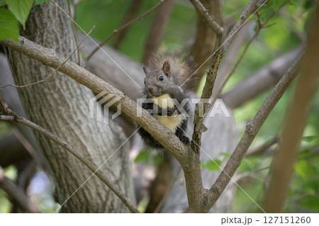 新緑の森のエゾリス 新緑の森のエゾリス 127151260