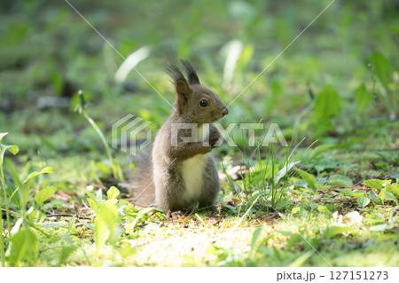 新緑の森のエゾリス 127151273