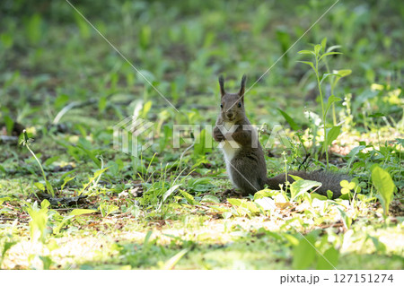 新緑の森のエゾリス 新緑の森のエゾリス 127151274