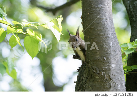 新緑の森のエゾリス 127151292