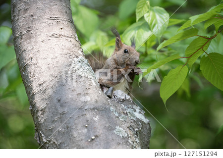 新緑の森のエゾリス 127151294