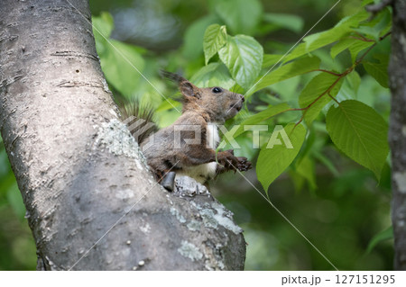 新緑の森のエゾリス 127151295
