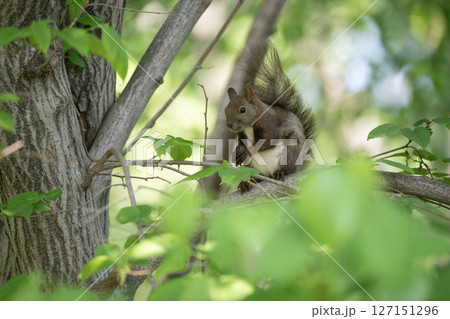 新緑の森のエゾリス 127151296
