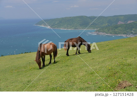 草を食む馬 127151428