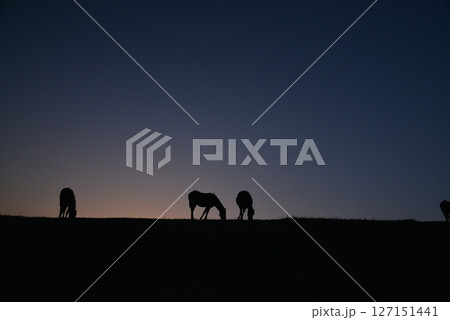夕暮れ時に草を食む馬 127151441