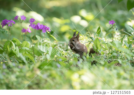 サクラソウとエゾリス 127151503