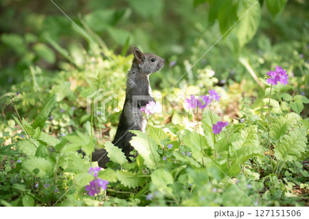 サクラソウとエゾリス 127151506