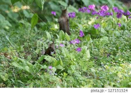 サクラソウとエゾリス サクラソウとエゾリス 127151524