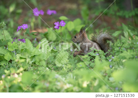 サクラソウとエゾリス サクラソウとエゾリス 127151530