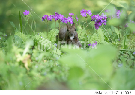 サクラソウとエゾリス サクラソウとエゾリス 127151552