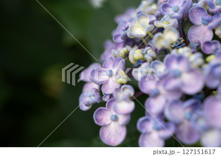 梅雨入りしたアジサイ達のクローズアップ 127151617