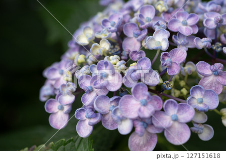 梅雨入りしたアジサイ達のクローズアップ 127151618