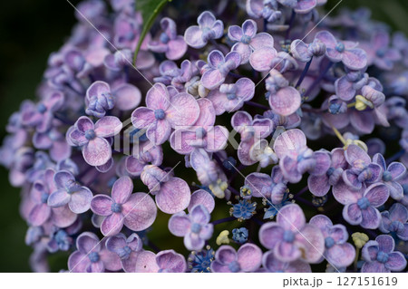 梅雨入りしたアジサイ達のクローズアップ 127151619