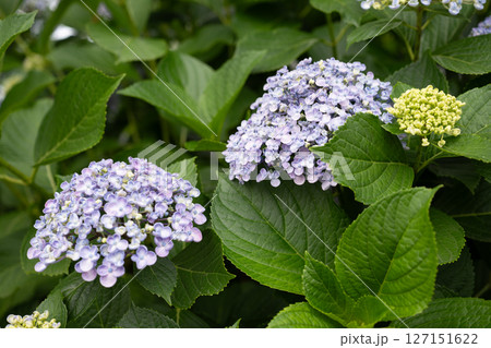 梅雨入りしたアジサイ達のクローズアップ 梅雨入りしたアジサイ達のクローズアップ 127151622