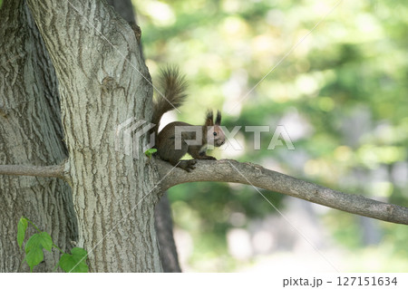 新緑の森のエゾリス 127151634