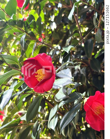 赤い椿 127151662