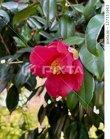 赤い椿の花 127151663