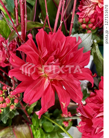 赤いダリア 127151678