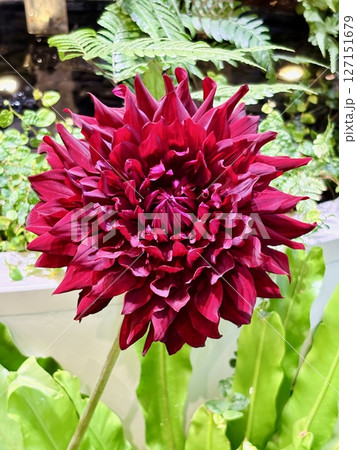 鮮やかな真紅のダリア 鮮やかな真紅のダリア 127151679