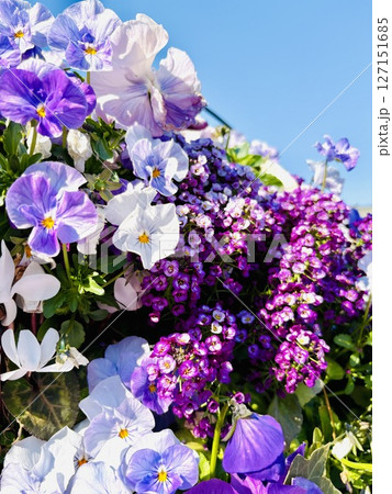 青空に映える紫色のパンジー 青空に映える紫色のパンジー 127151685