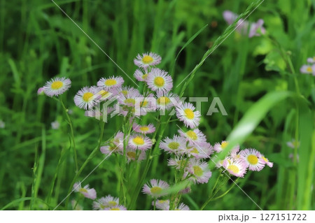 春の野原に咲くハルジオンのピンク色の花 127151722