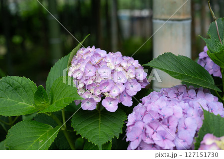 梅雨入りしたアジサイ達のクローズアップ 梅雨入りしたアジサイ達のクローズアップ 127151730