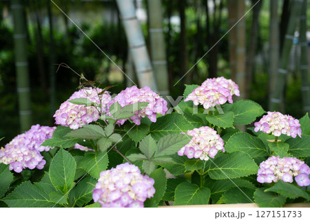 梅雨入りしたアジサイ達のクローズアップ 127151733