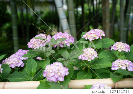 梅雨入りしたアジサイ達のクローズアップ 127151735