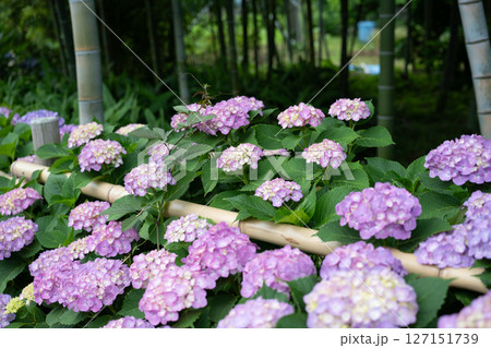 梅雨入りしたアジサイ達のクローズアップ 127151739