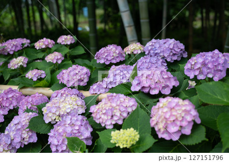梅雨入りしたアジサイ達のクローズアップ 127151796
