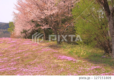 21世紀の森　津別町 127151809