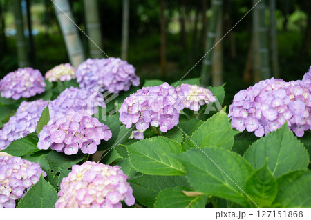 梅雨入りしたアジサイ達のクローズアップ 127151868