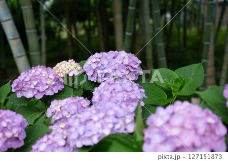梅雨入りしたアジサイ達のクローズアップ 127151873
