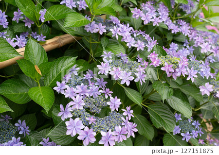 梅雨入りしたアジサイ達のクローズアップ 127151875