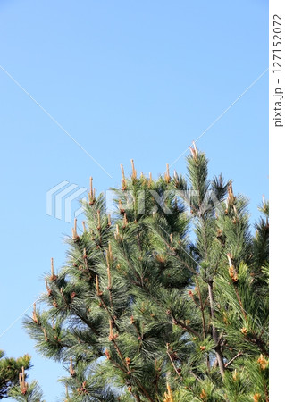 伊豆半島 石廊崎 松の花 伊豆半島 石廊崎 松の花 127152072