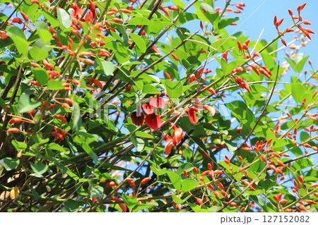 アメリカ梯梧(デイゴ)の花とつぼみ アメリカ梯梧(デイゴ)の花とつぼみ 127152082