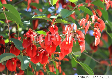 アメリカ梯梧(デイゴ)の花とつぼみ アメリカ梯梧(デイゴ)の花とつぼみ 127152084