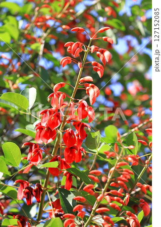 アメリカ梯梧(デイゴ)の花とつぼみ アメリカ梯梧(デイゴ)の花とつぼみ 127152085