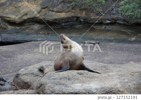 浜辺でお母さんを待つガラパゴスアシカの子供 127152191