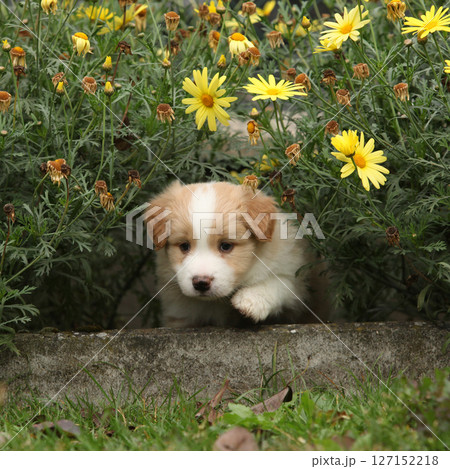 Gorgeous Border collie puppy in the garden 127152218