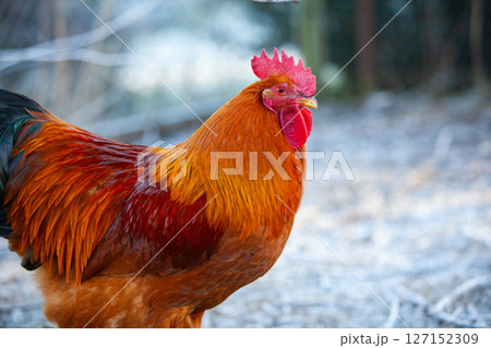 Nice cock of New Hampshire Red in permaculture garden Nice cock of New Hampshire Red in permaculture garden 127152309