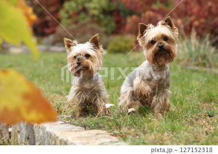 Nice Jorkshire terriers in autumn 127152318