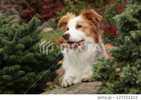 Potrait of amazing border collie in the garden Potrait of amazing border collie in the garden 127152323