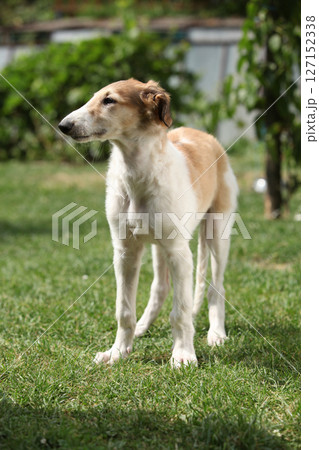 Amazing puppy of Borzoi standing in the garden 127152338
